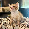 kitten, cat, orange_cat, white_fur, fluffy, blanket, patterned_blanket, leather_chair, pillow, indoor, pet, curious, young_cat, feline, soft_focus, cozy, small_animal, cute, fur, domestic_animal