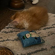 Twinkie joined the competition — help win amazing prizes! kitten, orange_cat, sleeping, curled_up, rug, patterned_rug, pillow, snowman_pillow, cat_toy, floor, wood_floor, cat_food, food_bowl, indoor, pet, cozy, furry, small_cat, resting, animal