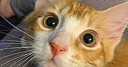 Twinkie joined the competition — help win amazing prizes! cat, kitten, orange_cat, white_cat, close_up, whiskers, pet, animal, cute, curious, indoor, pajamas, pattern, purple, person, lap, resting, soft_focus, face, eyes
