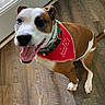 Leia joined the competition — help win amazing prizes! dog, canine, pet, bandana, red_bandana, holiday, christmas, festive, tongue_out, happy, indoor, wooden_floor, door, brown_and_white_fur, collar, tail, four_legs, playful, smiling, mischievous