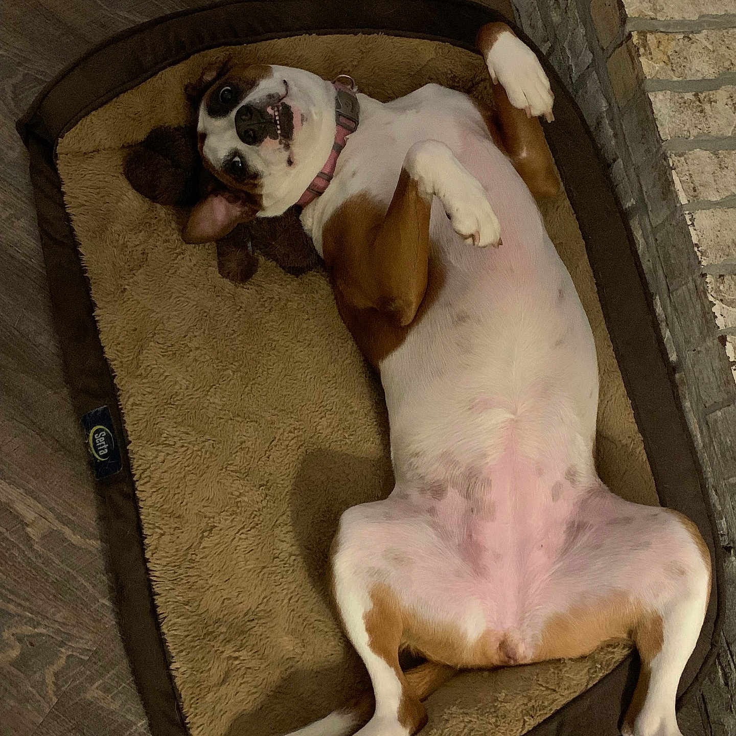 Leia joined the competition — help win amazing prizes! dog, pet, lying_down, dog_bed, brown, white, playful, indoor, floor, wood_floor, stone_wall, collar, canine, animal, cute, relaxed, paw, fur, bed, resting