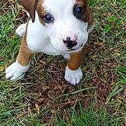 Leia joined the competition — help win amazing prizes! puppy, dog, grass, outdoor, pet, young, brown, white, cute, animal, small, eyes, nose, ears, fur, sitting, nature, leaf, playful, adorable
