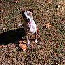 dog, outdoor, grass, autumn, leaves, tongue_out, playful, pet, animal, brown, white, shadow, daylight, canine, happy, nature, season, fall, cute, looking_up