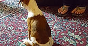 Leia joined the competition — help win amazing prizes! dog, carpet, person, jeans, sandals, tattoo, leather_couch, hand, floor, indoor, brown_and_white, sitting, back_view, patterned_rug, furniture, casual_clothing, relaxed, home, shadow, wood_floor
