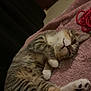 Alto participe au concours pour gagner de l'argent avec cette photo : cat, tabby, pet, feline, relaxed, sleeping, paws, fur, indoor, towel, cozy, whiskers, cute, animal, mammal, resting, striped, closeup, domestic, soft
