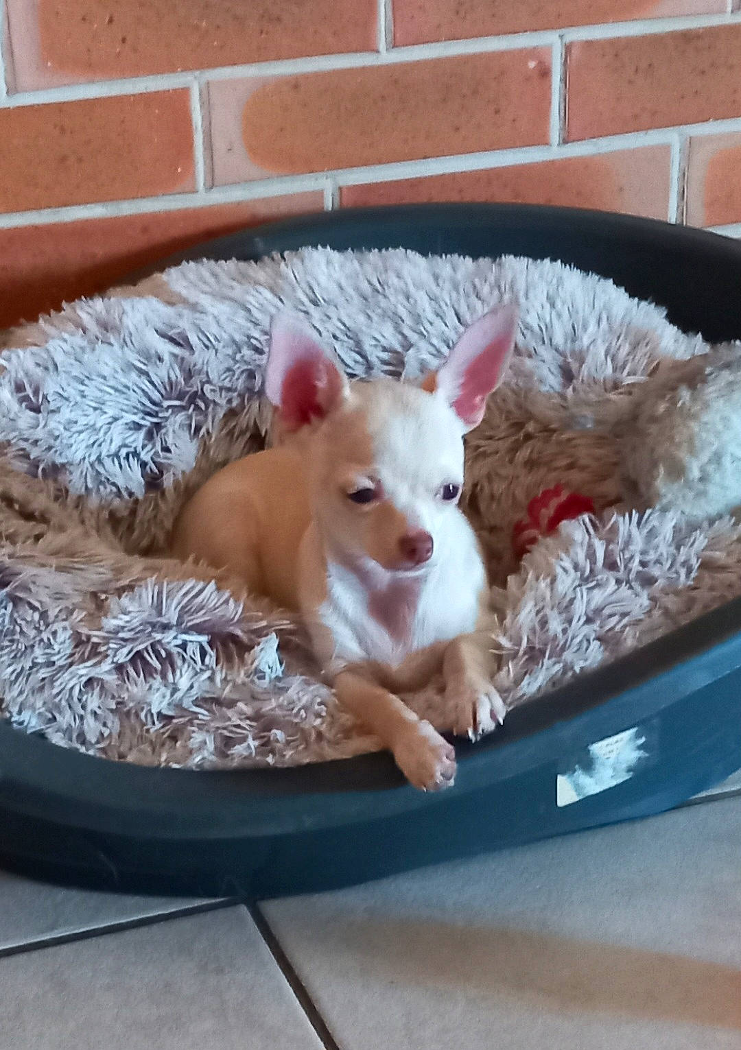 Joy participe au concours pour gagner de l'argent avec cette photo : animal_feed, bull_terrier, canidae, carnivore, comfort, companion_dog, dog, dog_breed, fawn, non_sporting_group, pet_supply, puppy, snout, sporting_group, tail, terrestrial_animal, toy_dog, whiskers