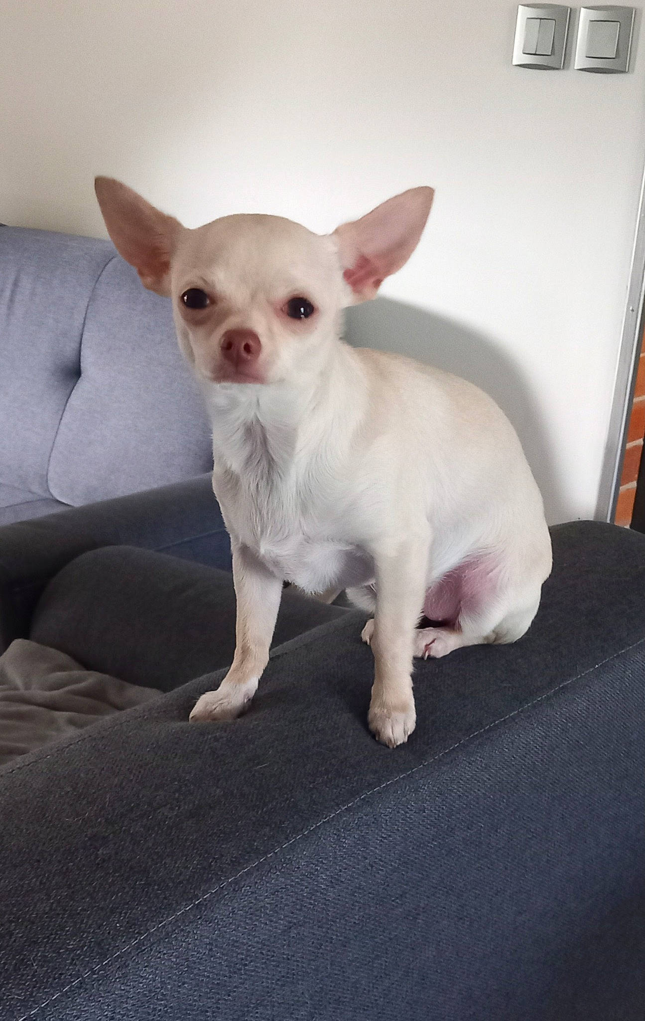 Joy participe au concours pour gagner de l'argent avec cette photo : canidae, carnivore, chihuahua, comfort, companion_dog, couch, dog, dog_breed, ear, fawn, fur, grey, head, paw, snout, terrestrial_animal, toy_dog, wall_plate, whiskers, working_animal