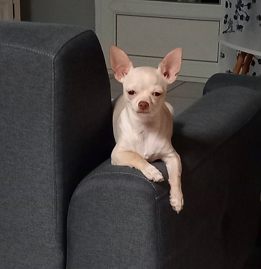 Joy participe au concours pour gagner de l'argent avec cette photo : canidae, carnivore, chihuahua, collar, comfort, companion_dog, couch, dog, dog_breed, dog_supply, ear, eye, fawn, grey, head, snout, sporting_group, toy_dog, whiskers, working_animal