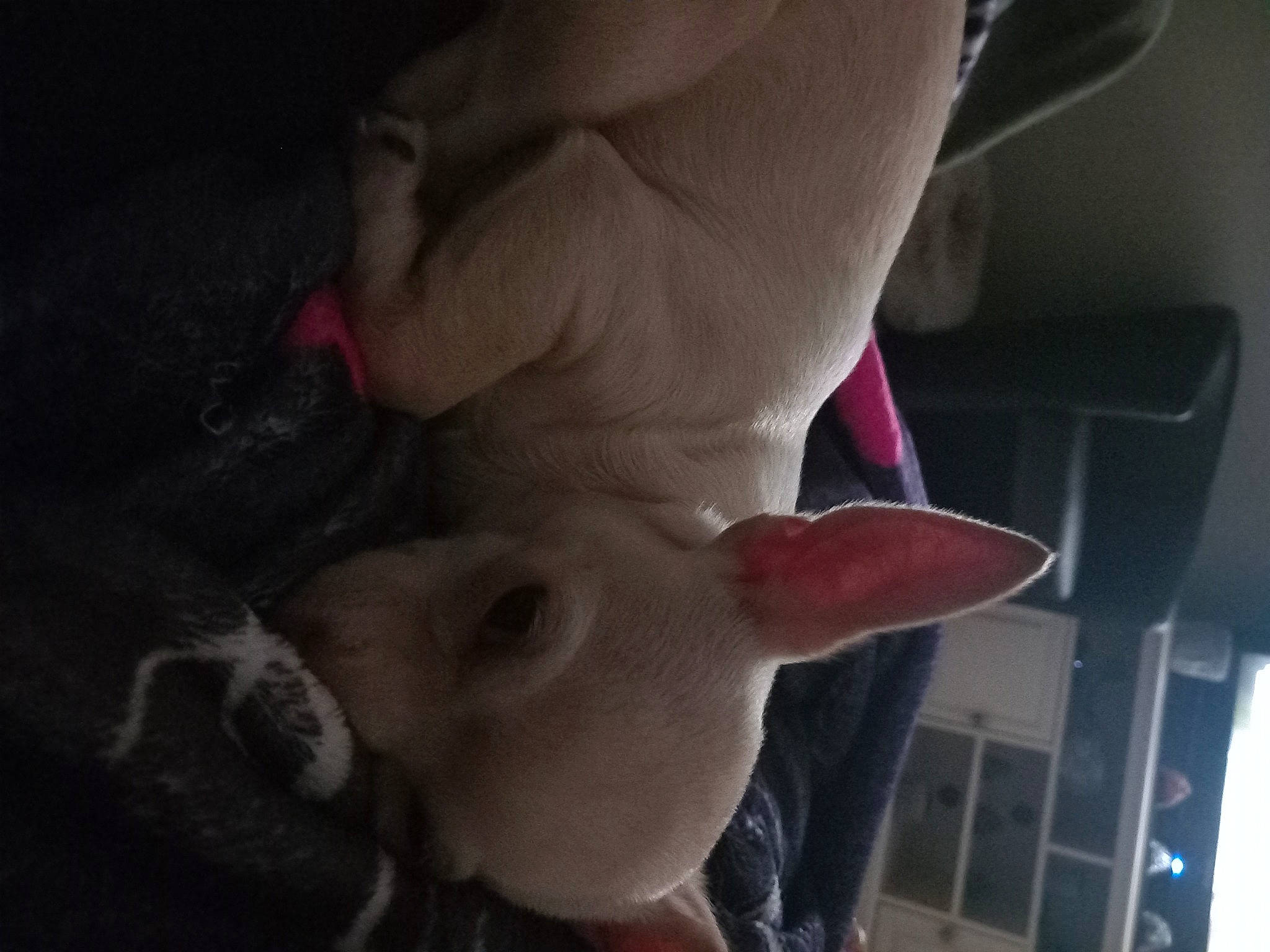 Joy a rejoint le concours — aidez-le/la à gagner de superbes lots ! canidae, carmine, chest, darkness, dog_breed, fawn, flesh, foot, fur, gesture, human_leg, magenta, nail, snout, tail, thigh, thumb, toy, trunk, wrist