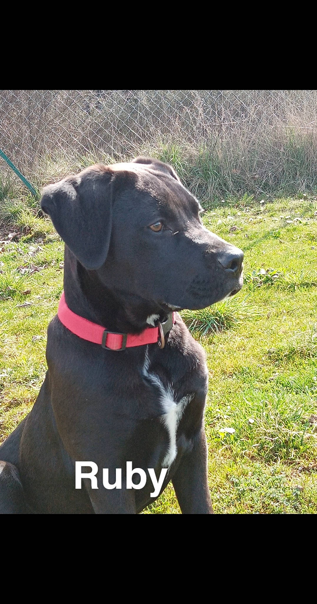 Ruby participe au concours pour gagner de l'argent avec cette photo : borador, canidae, carnivore, collar, companion_dog, dog, dog_breed, dog_collar, dog_supply, fashion_accessory, grass, gun_dog, leash, liver, pet_supply, plant, retriever, sporting_group, tree, working_animal