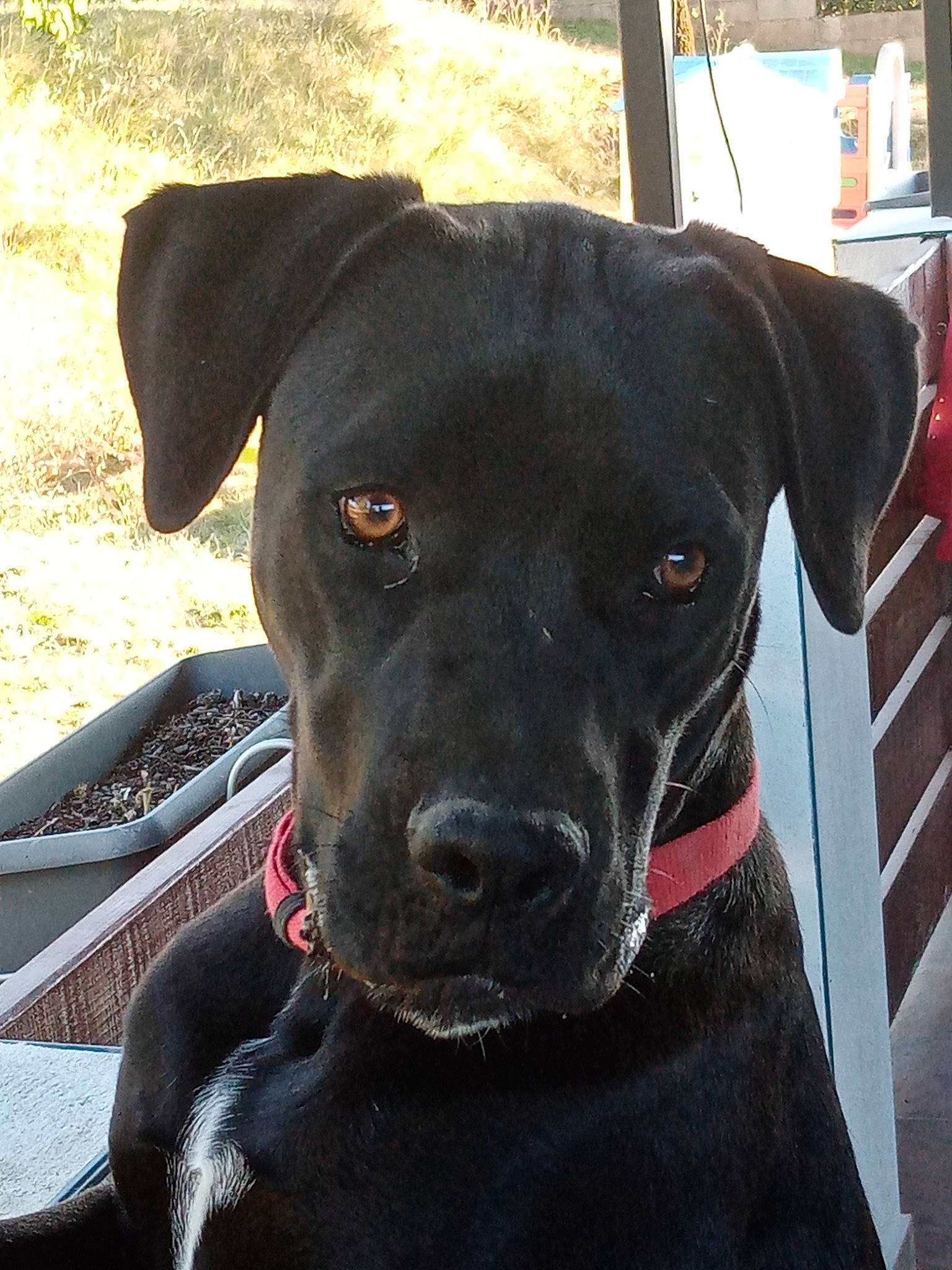 Ruby participe au concours pour gagner de l'argent avec cette photo : borador, canidae, carnivore, collar, companion_dog, dog, dog_breed, dog_collar, fawn, guard_dog, gun_dog, leash, personal_protective_equipment, pet_supply, retriever, snout, sporting_group, whiskers, working_animal, working_dog