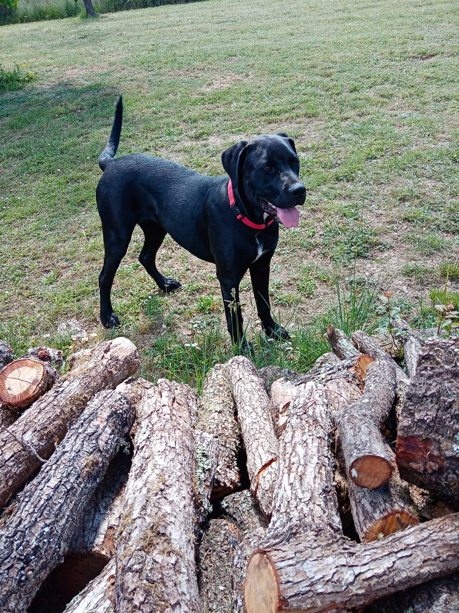 Ruby participe au concours pour gagner de l'argent avec cette photo : canidae, carnivore, collar, companion_dog, dog, dog_breed, dog_collar, fawn, grass, guard_dog, gun_dog, leash, pet_supply, plant, retriever, sporting_group, tail, wood, working_animal, working_dog