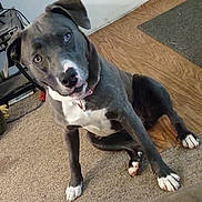 Bella joined the competition — help win amazing prizes! animal, black_and_white, canine, carpet, collar, companion, curious, cute, dog, domestic_animal, ears, floor, house, indoor, looking, mammal, paw, pet, sitting, wooden_floor