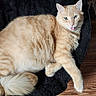 cat, ginger_cat, orange_fur, feline, pet, animal, sitting, lounging, tongue_out, green_eyes, whiskers, ears, fluffy, fur, black_chair, wood_floor, indoor, portrait, close_up, relaxed