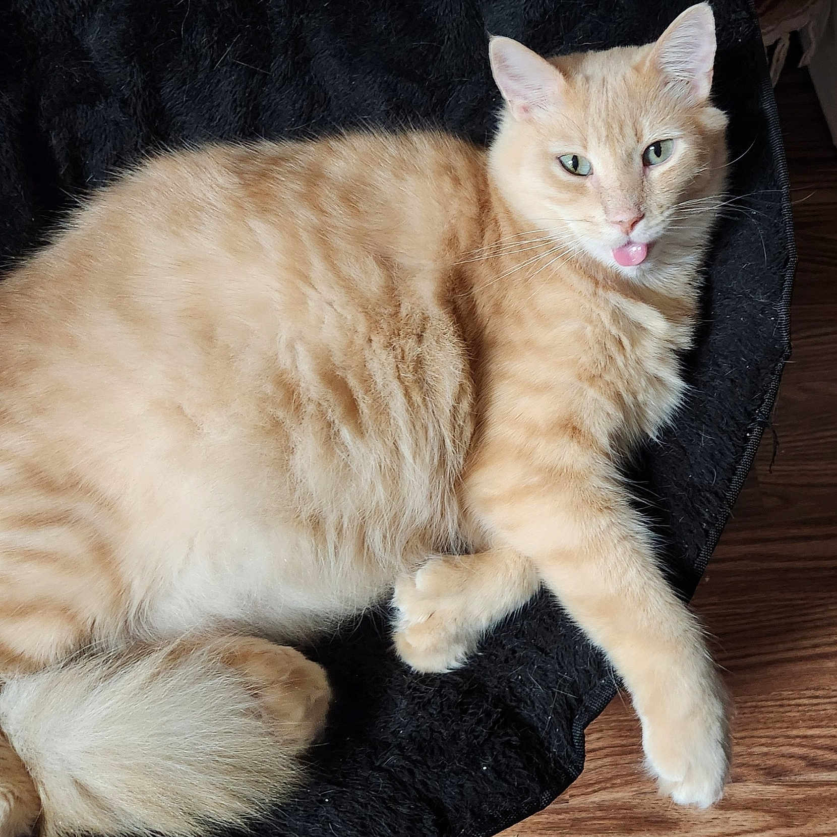 Alexander Hamilton joined the competition — help win amazing prizes! cat, ginger_cat, orange_fur, feline, pet, animal, sitting, lounging, tongue_out, green_eyes, whiskers, ears, fluffy, fur, black_chair, wood_floor, indoor, portrait, close_up, relaxed