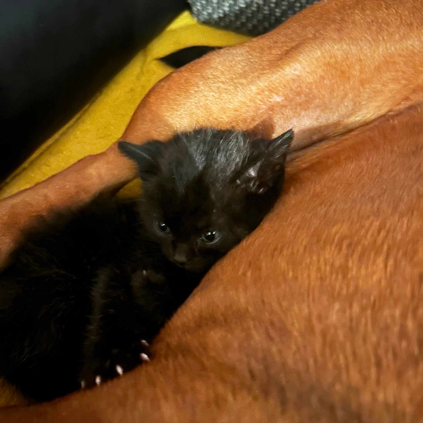 Yakko a rejoint le concours — aidez-le/la à gagner de superbes lots ! abyssinian, animal, armchair, blackcat, cat, chair, couch, furniture, kitten, manx, pet, siamese