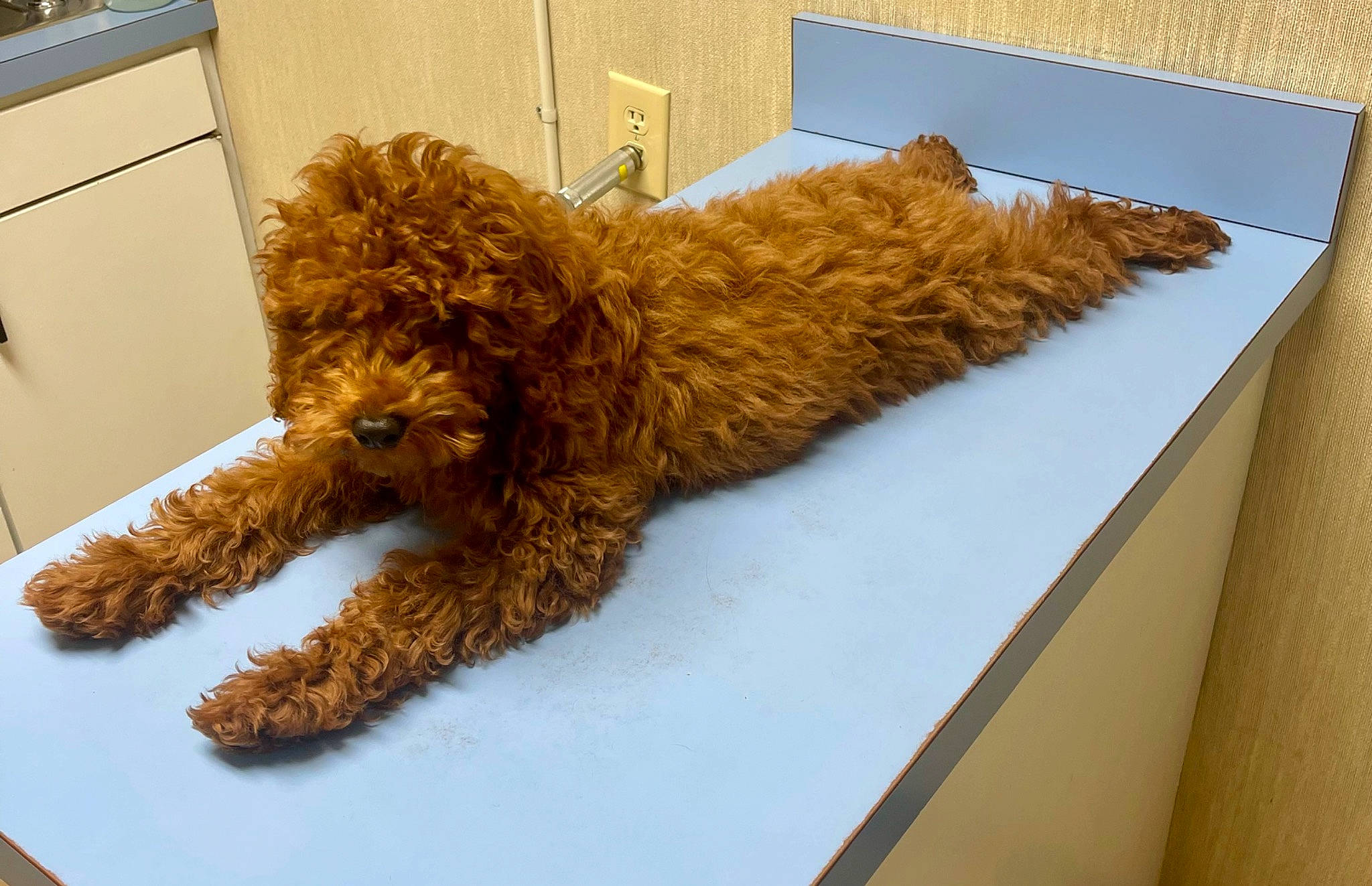 Teddy is registered to the contest to win money with this photo: artifact, cabinetry, canidae, carnivore, claw, companion_dog, dog_breed, fawn, felidae, fur, glasses, home_appliance, milanesa, sporting_group, stuffed_toy, tail, terrier, toy, wood