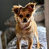 dog, small_dog, pet, animal, fur, ears, eyes, collar, blanket, indoor, cute, curious, standing, portrait, mammal, canine, furry, companion, domestic_animal, face
