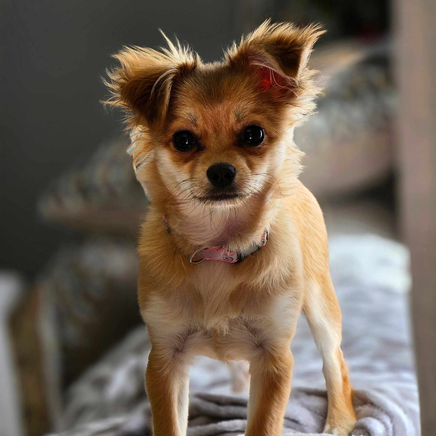 Mia