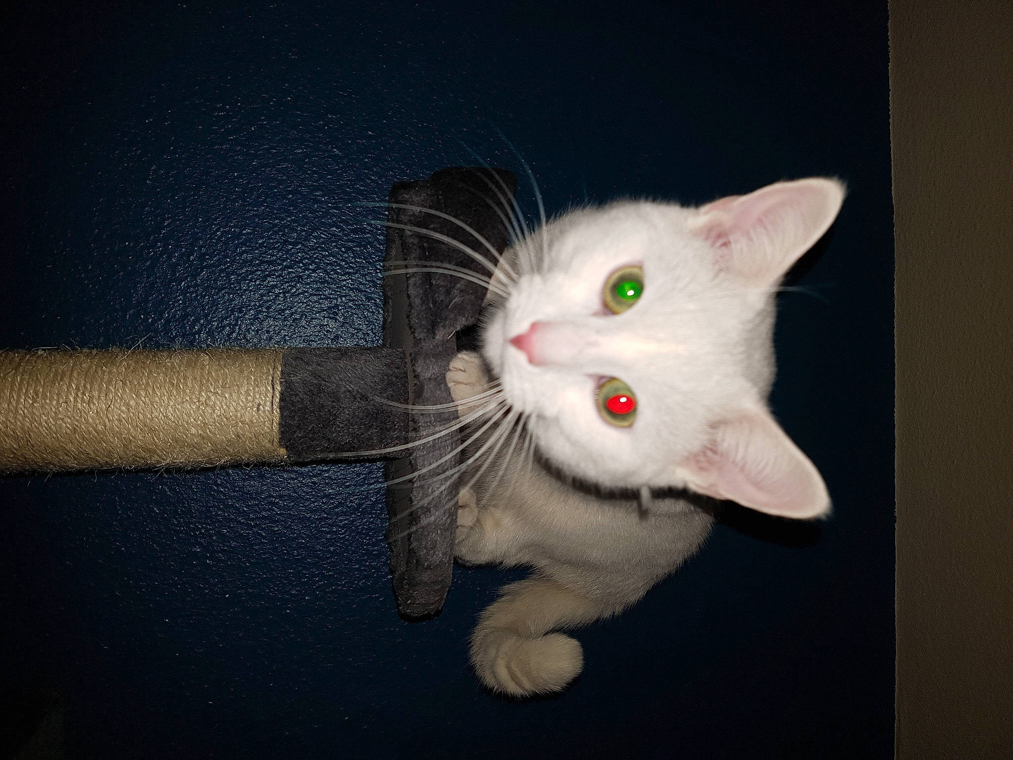 Blanche Neige participe au concours pour gagner de l'argent avec cette photo : carnivore, cat, claw, domestic_short_haired_cat, ear, eye, fawn, felidae, foot, fur, head, leg, paw, small_to_medium_sized_cats, snout, tail, whiskers