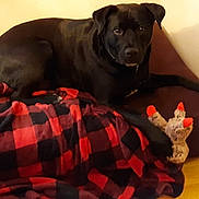 Zeppelin joined the competition — help win amazing prizes! dog, black_dog, plush_toy, blanket, red_and_black, cushion, indoor, wooden_floor, pet, animal, fur, paw, curious, drool, resting, cozy, home, toy, lying_down, looking