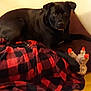 dog, black_dog, plush_toy, blanket, red_and_black, cushion, indoor, wooden_floor, pet, animal, fur, paw, curious, drool, resting, cozy, home, toy, lying_down, looking