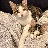 Nala Et Siba a rejoint le concours — aidez-le/la à gagner de superbes lots ! cat, two_cats, tabby, white_fur, blanket, cozy, indoor, yellow_eyes, pink_nose, whiskers, relaxed, snuggling, soft_texture, sofa, portrait, pet, feline, stretching, closeup, cute