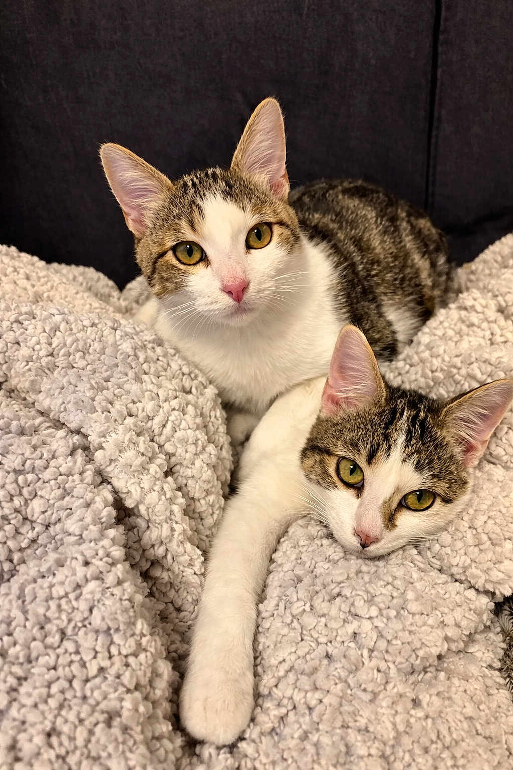 Nala Et Siba a rejoint le concours — aidez-le/la à gagner de superbes lots ! cat, two_cats, tabby, white_fur, blanket, cozy, indoor, yellow_eyes, pink_nose, whiskers, relaxed, snuggling, soft_texture, sofa, portrait, pet, feline, stretching, closeup, cute