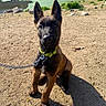 dog, puppy, shepherd, belgian_malinois, black_and_tan, sitting, outdoors, lake, reservoir, mountains, rocky_terrain, shoreline, nature, landscape, collar, leash, portrait, sunlight, shadow, travel