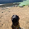 Saïko participe au concours pour gagner de l'argent avec cette photo : puppy, dog, pet, sitting, outdoor, lake, mountains, mountain_lake, shoreline, rocky_ground, rocks, water, landscape, nature, scenic, collar, leash, sunlight, portrait, curious