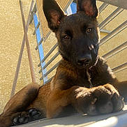 Saïko a rejoint le concours — aidez-le/la à gagner de superbes lots ! dog, puppy, belgian_malinois, black_and_brown, ears, paws, nose, eyes, portrait, close_up, low_angle, outdoor, sunlight, balcony, railing, building, curious, sitting, fur, pet