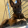 dog, puppy, belgian_malinois, black_and_brown, ears, paws, nose, eyes, portrait, close_up, low_angle, outdoor, sunlight, balcony, railing, building, curious, sitting, fur, pet