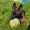 Saïko a rejoint le concours — aidez-le/la à gagner de superbes lots ! puppy, dog, canine, grass, outdoors, garden, ball, toy, playing, brown_fur, black_muzzle, pointed_ears, sitting, lying_down, animal, pet, sunlight, greenery, backyard, portrait