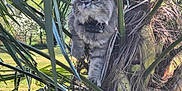 June a rejoint le concours — aidez-le/la à gagner de superbes lots ! cat, animal, outdoor, tree, palm_tree, greenery, fur, collar, nature, sunlight, leaf, pet, curious, alert, daylight, wildlife, closeup, mammal, climbing, branch