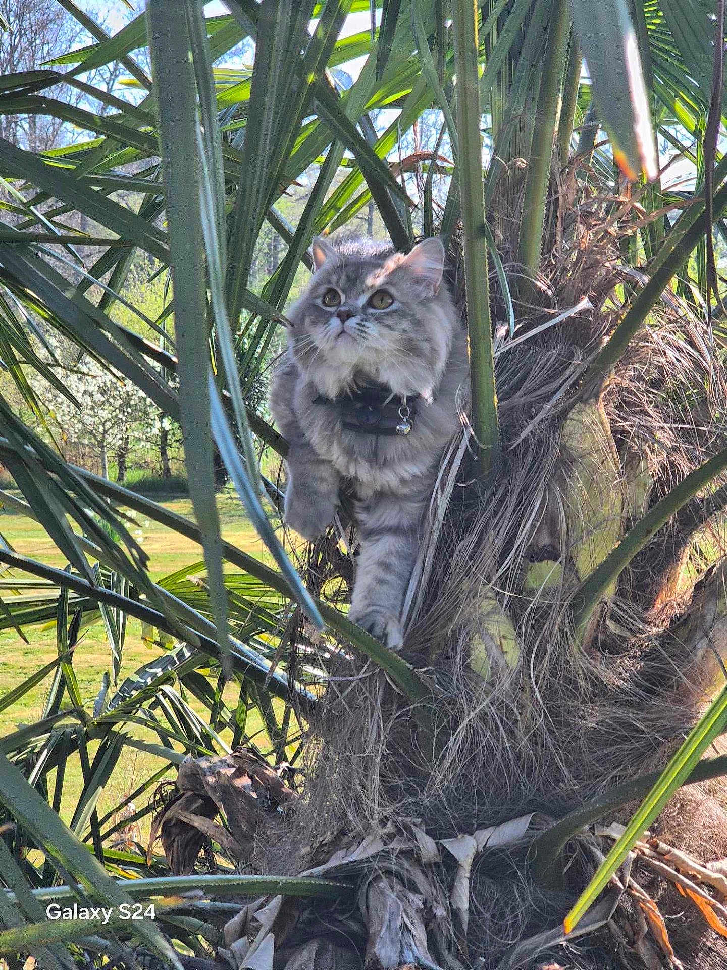 June a rejoint le concours — aidez-le/la à gagner de superbes lots ! cat, animal, outdoor, tree, palm_tree, greenery, fur, collar, nature, sunlight, leaf, pet, curious, alert, daylight, wildlife, closeup, mammal, climbing, branch