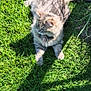 June a rejoint le concours — aidez-le/la à gagner de superbes lots ! cat, gray_cat, tabby, animal, pet, grass, outdoor, sunlight, shadow, fur, nature, green, laying_down, relaxed, whiskers, daylight, curious, mammal, small_animal, fluffy