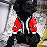 dog, black_dog, goggles, sweater, red_sweater, white_stripes, seated, indoor, furniture, chair, patterned_chair, box, green_box, pet_fashion, cute, fluffy, portrait, canine, animal, domestic_pet