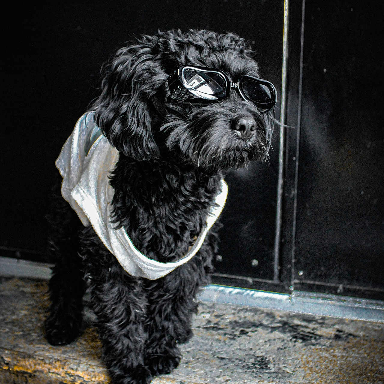 Lindo joined the competition — help win amazing prizes! dog, black_dog, sunglasses, bandana, pet, animal, fluffy, standing, step, urban, portrait, fashion, cool, indoor, cute, fur, looking_away, accessory, dark_background, canine