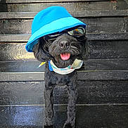 Lindo joined the competition — help win amazing prizes! dog, black_dog, hat, blue_hat, sunglasses, bandana, stairs, outdoor, pet, animal, fashion, cool, portrait, standing, canine, accessory, smiling, tongue_out, funny, cute