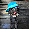 dog, black_dog, hat, blue_hat, sunglasses, bandana, stairs, outdoor, pet, animal, fashion, cool, portrait, standing, canine, accessory, smiling, tongue_out, funny, cute