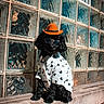 Lindo joined the competition — help win amazing prizes! dog, black_dog, sunglasses, cowboy_hat, shirt, heart_pattern, glass_blocks, window, ledges, sunlight, outdoor, brick_wall, pet_fashion, portrait, cute, animal, sitting, stylish, canine, accessories