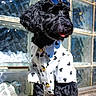Lindo joined the competition — help win amazing prizes! dog, black_dog, sunglasses, shirt, white_shirt, heart_pattern, pet, outdoor, sunlight, glass_window, portrait, cute, playful, animal, canine, pet_fashion, sitting, tongue_out, summer, stylish