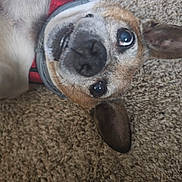 Finn is registered to the contest to win money with this photo: dog, pet, animal, collar, carpet, fur, close_up, lying_down, brown, white, ears, nose, portrait, domestic_animal, canine, cute, indoor, expression, looking_up, red_collar