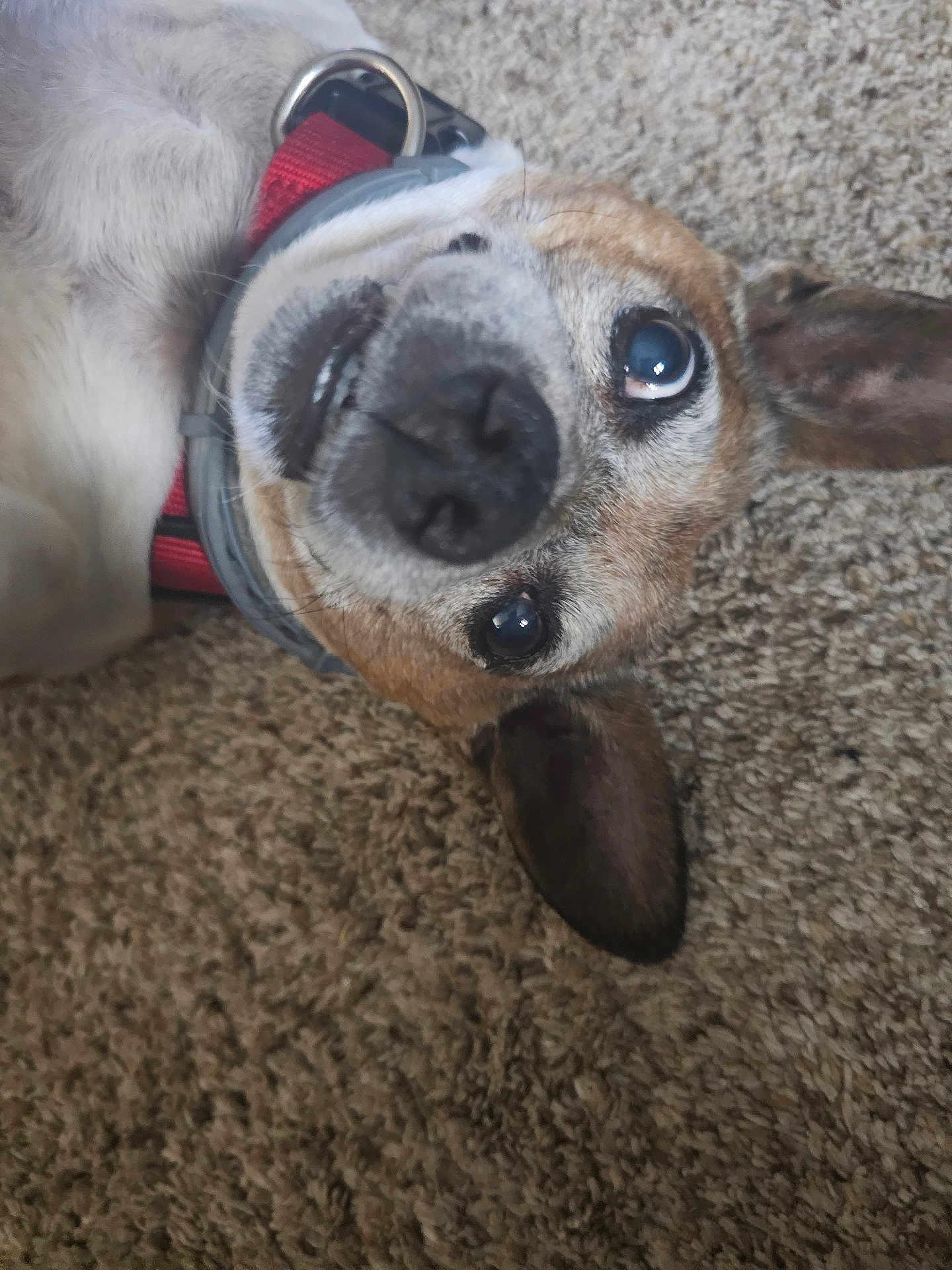 Finn is registered to the contest to win money with this photo: dog, pet, animal, collar, carpet, fur, close_up, lying_down, brown, white, ears, nose, portrait, domestic_animal, canine, cute, indoor, expression, looking_up, red_collar