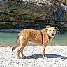 dog, animal, outdoor, river, rock, cliff, nature, water, pet, canine, fur, collar, sunlight, landscape, wildlife, summer, daytime, scenic, standing, alert
