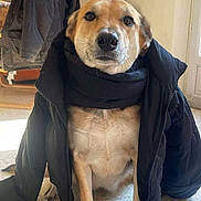 Rosy participe au concours pour gagner de l'argent avec cette photo : dog, indoor, jacket, scarf, floor, window, coat, pet, canine, sitting, light, fur, animal, tile_floor, portrait, looking_at_camera, clothing, warm, casual, home