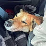 dog, golden_fur, resting, blanket, boots, cozy, indoors, soft_texture, relaxed, pet, animal, close_up, sleepy, comfort, fur, warm, head, snout, ears, car_interior