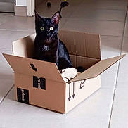 Myrtille a rejoint le concours — aidez-le/la à gagner de superbes lots ! cat, black_cat, cardboard_box, amazon_prime, indoor, floor, tile_floor, pet, animal, curious, feline, box, sitting, home, domestic, cute, playful, looking, eye_contact, household