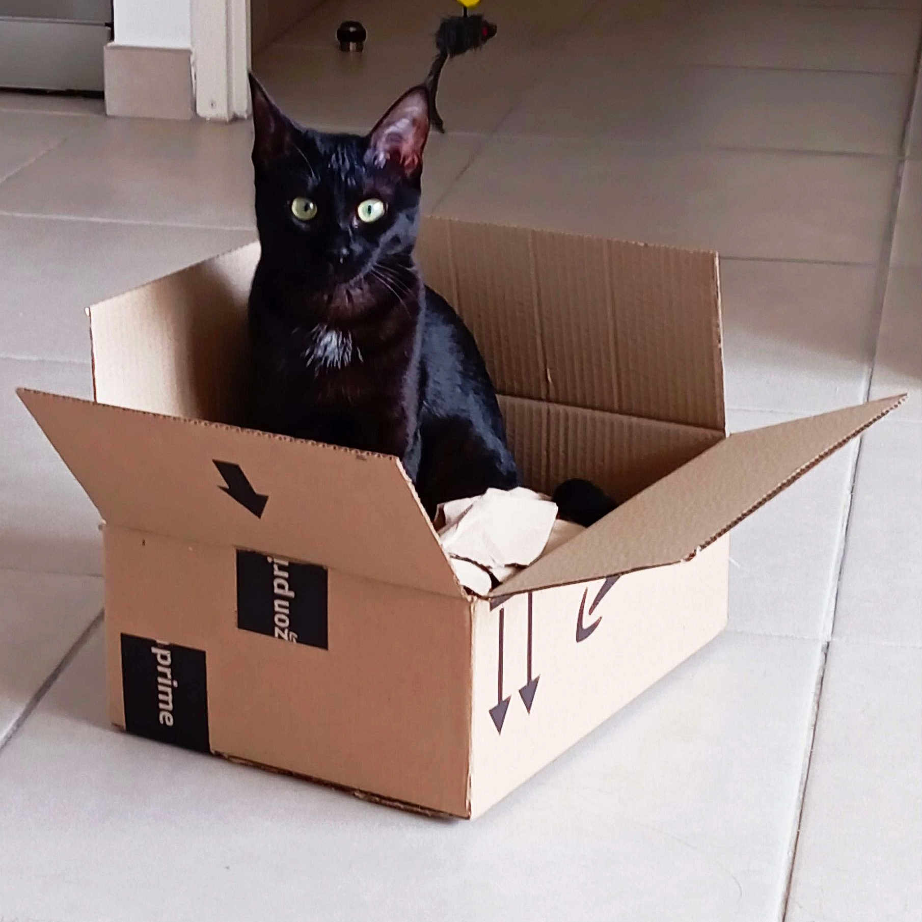 Myrtille a rejoint le concours — aidez-le/la à gagner de superbes lots ! cat, black_cat, cardboard_box, amazon_prime, indoor, floor, tile_floor, pet, animal, curious, feline, box, sitting, home, domestic, cute, playful, looking, eye_contact, household