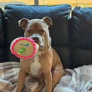 Samson joined the competition — help win amazing prizes! dog, toy, cupcake_toy, brown_dog, leather_couch, blanket, indoor, window, snow, winter, pet, animal, sitting, cozy, comfortable, playful, cute, home, furniture, relaxed